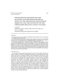 freeze-drying methods for the scanning electron