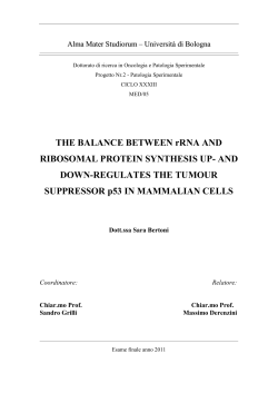 THE BALANCE BETWEEN rRNA AND RIBOSOMAL PROTEIN