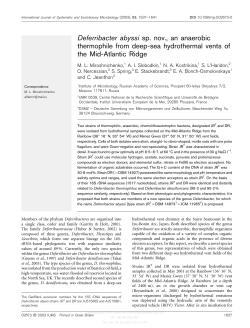 Deferribacter abyssi sp. nov., an anaerobic thermophile from deep