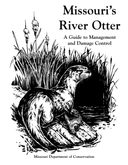 Missouri`s River Otter &ndash; A Guide to Management and Damage Control