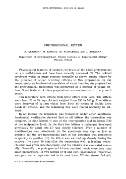 PRETRIGEMINAL KITTEN Physiological features of isolated