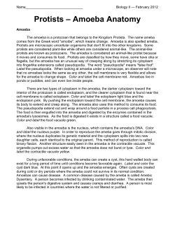 Protists &ndash; Amoeba Anatomy