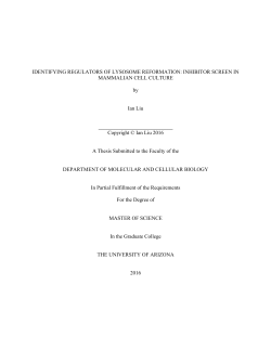 IDENTIFYING REGULATORS OF LYSOSOME REFORMATION