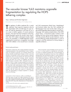 The vacuolar kinase Yck3 maintains organelle fragmentation by