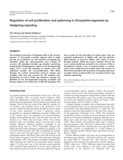 Hedgehog in oogenesis - Development