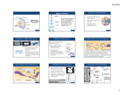 Mitosis 04 slides Student Notes PDF