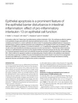 Epithelial apoptosis is a prominent feature of the epithelial