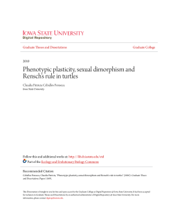 Phenotypic plasticity, sexual dimorphism and Rensch`s rule in turtles