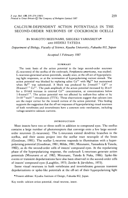 calcium-dependent action potentials in the second
