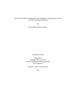 Effects of Methylmercury on Cerebellar Granule Cell Survival of