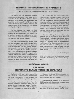 Elephants slaughtered in civil war.