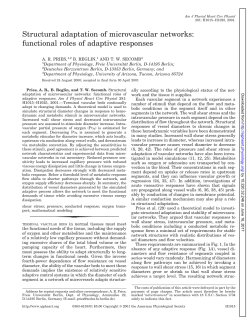 Structural adaptation of microvascular networks