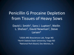 Penicillin G Procaine Depletion from Tissues of Heavy Sows