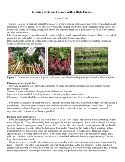 Growing Beets and Carrots Within High Tunnels