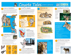 Coyote Tales(Canis latrans)