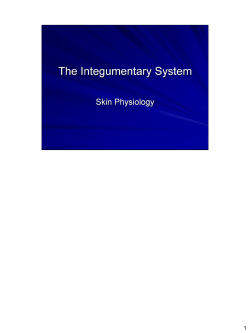 Skin Physiology Presentation