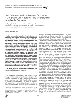 Intact Vinculin Protein Is Required for Control of Cell Shape, Cell
