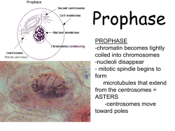 Mitosis station notes and microscope pictures