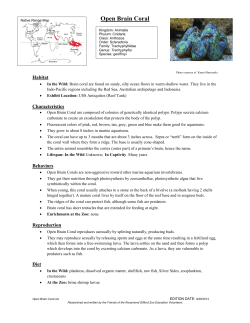 Open Brain Coral - Rosamond Gifford Zoo