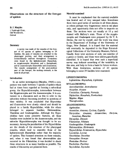 Observations on the structure of the fore