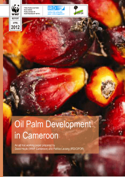 oil palm developments in Cameroon