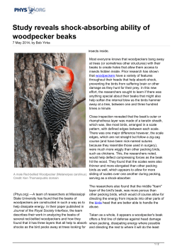 Study reveals shock-absorbing ability of woodpecker beaks