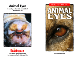Animal Eyes