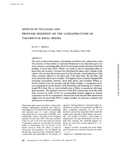 effects of nuclease and protease digestion on the ultrastructure of