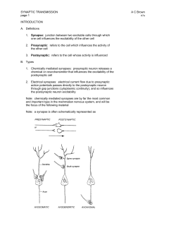 Synapse: Presynaptic Postsynaptic