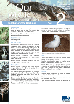 Sulphur crested cockatoo