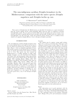 The non-indigenous ascidian Distaplia bermudensis in the