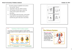 Excretory Systems Foldable Instructions and Notes
