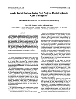 Auxin Redistribution during First Positive Phototropism in Corn