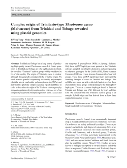 Complex origin of Trinitario-type Theobroma cacao
