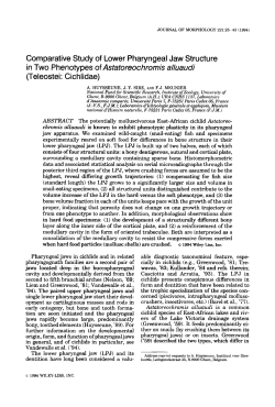 Comparative study of lower pharyngeal jaw - Page d`accueil