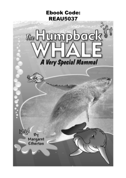 Humpback Whale Resource sample - Ready