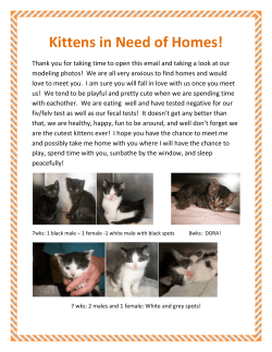 Kittens in Need of Homes!