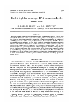 Rabbit a-globin messenger RNA translation by the
