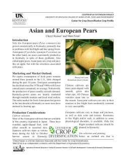 Asian and European Pears