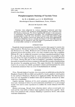 491 Phosphotungstate Staining of Vaccinia Virus