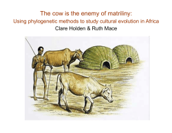 The cow is the enemy of matriliny: