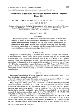 Identification of Structural Proteins ofRhizobium meliloti Temperate