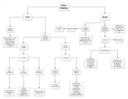 Gram Positive Organisms Flowchart