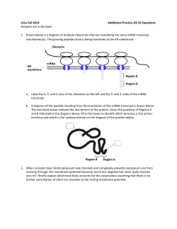 LS1a Fall 2014 Additional Practice ICE #5 Questions Answers are in