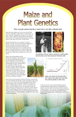 There is greater genetic diversity in maize than in any other