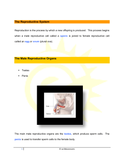 The Reproductive System The Male Reproductive Organs