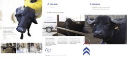 Buffalo milk production - DeLaval