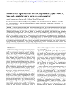 Dynamic blue light-inducible T7 RNA polymerases (Opto