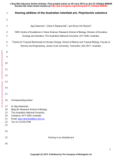 Homing abilities of the Australian intertidal ant, Polyrhachis sokolova