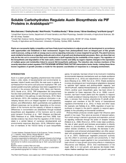 Soluble Carbohydrates Regulate Auxin